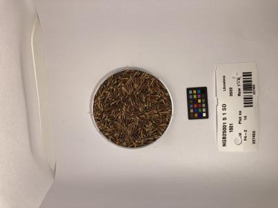 SEED
